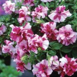 Petunia Tumbelina Rosy Ripple 3 Jumbo Ready Plants
