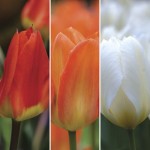Tulips Fosteriana 15 Bulbs