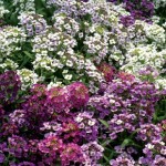 Alyssum Dilly Dilly 50 Ready Plants + 20 FREE