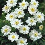 Japanese Anemone Whirlwind 1 Plant 2 litre