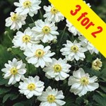 Japanese Anemone Whirlwind 3 Plants 2 litre