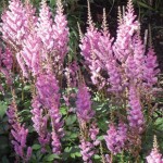 Astilbe chinensis Pumila 3 Bare Root Plants