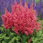 Astilbe Maggie Daley 3 Bare Root Plants
