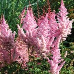 Astilbe Sugarberry 3 Bare Root Plants