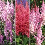 Astilbe Single Collection 3 Bare Root Plants