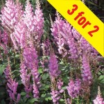 Astilbe chinensis Pumila 9 Bare Root Plants
