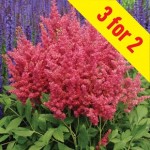 Astilbe Maggie Daley 9 Bare Root Plants