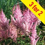 Astilbe Sugarberry 9 Bare Root Plants