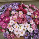 Aster Bright Sparks 50 Plants + 20 FREE