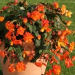 Begonia Apricot Sparkle (Trailing) 24 Jumbo Plants