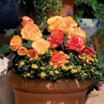 Begonia Amber Delight 50 Ready Plants + 20 FREE