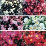 Begonia Sahara Patchwork 50 Plants + 20 FREE