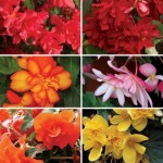 Begonia Sparkle Patchwork (Trailing) 50 Plants + 20 FREE