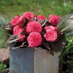 Begonia Destiny Pink 50 Plants + 20 FREE