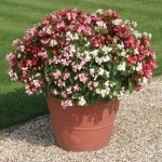 Begonia Super Landscaping Mix 50 Ready Plants + 20 FREE