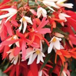 Begonia Stars 100 Plug Plants + 70 FREE