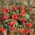 Begonia Double Stars Orange 100 Plug Plants + 70 FREE