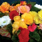Begonia Destiny 200 Plants + 80 FREE (2nd Delivery Period)