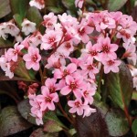 Bergenia Pink Dragonfly 1 Plant 2 Litre