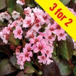 Bergenia Pink Dragonfly 3 Plants 2 Litre