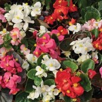 Begonia Sahara 200 Plants + 80 FREE (2nd Delivery Period)