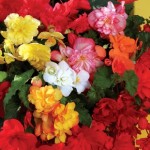 Begonia Sparkle 200 Plants + 80 FREE (2nd Delivery Period)