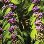 Shrub offer – Beauty Berry Profusion 1 Plant 3 litre