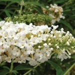 Buddleia White Profusion 1 Plant 3 Litre