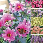 Happy Butterfly Summer Collection 14 Bulbs