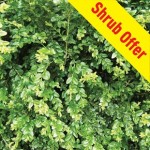 Shrub Offer – Buxus sempervirens (Box) 1 Plant 9cm pot