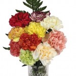 Mixed Carnations 10 Stems