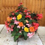 Begonia Sparkle Trailing Mix 1 Pre Planted Container
