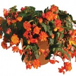 Begonia Apricot Sparkle Trailing Mix 1 Pre Planted Container