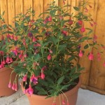 Fuchsia (Hardy) Tom Thumb 1 Pre-Planted Container