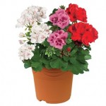 Geranium Zonal Collection 1 Pre Planted Container