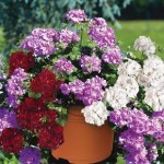Geranium Ruby Tint Mixed (Trailing) 1 Pre-Planted Container