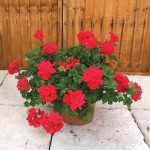 Geranium Red Trailing 2 Pre Planted Containers