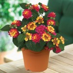 Lantana Tropic 2 Pre-Planted Containers