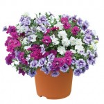 Petunia Tumbelina Scented Trailing Mix 1 Pre Planted Container