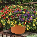 Petunia Trillion Bells Carnival Mix (Trailing) 1 Pre-Planted Container