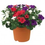 Petunia Surfinia Classic Trailing Mix 2 Pre Planted Containers
