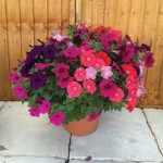 Petunia New Generation Capri Hardy 2 Pre-Planted Containers