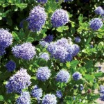 Ceanothus Puget Blue (Californian Lilac) 1 Plant 9cm Pot