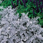 Cineraria Silver Dust 12 Mega Plants