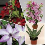 Clematis Mixed Collection 3 Plants plus FREE 9cm Pot of Aloe Vera