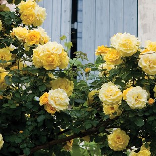 Climbing Rose Golden Climber 1 Plant 3 Litre | Garden Nurseries : UK ...