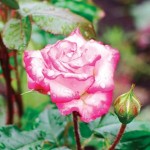 Climbing Rose Handel 3 Plants