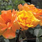 Climbing Rose Maigold 3 Plants
