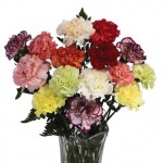 15 Mixed Carnations + FREE Chocolate Hearts