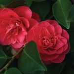 Camellia Japonica Lady Campbell 1 Plant 3 litre